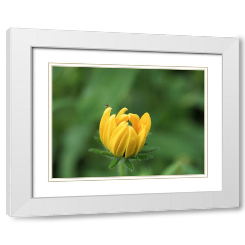 See Me White Modern Wood Framed Art Print with Double Matting by Bonin, Suzanne