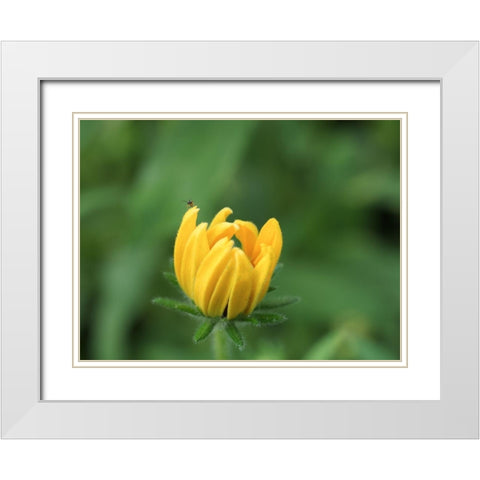 See Me White Modern Wood Framed Art Print with Double Matting by Bonin, Suzanne