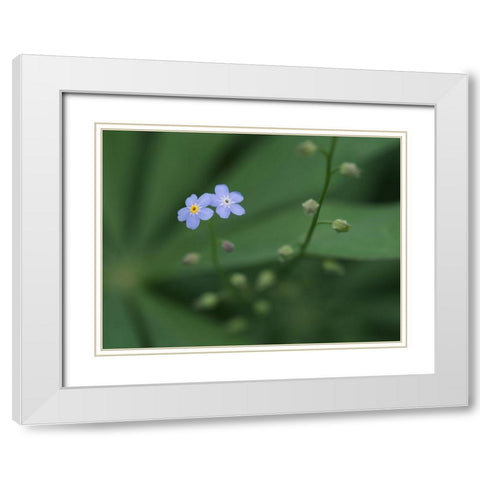 Small Universe White Modern Wood Framed Art Print with Double Matting by Bonin, Suzanne
