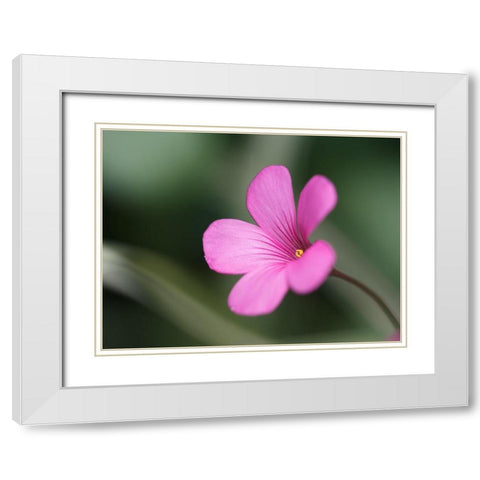 Splash Of Color White Modern Wood Framed Art Print with Double Matting by Bonin, Suzanne