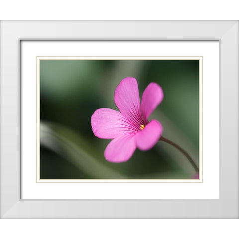 Splash Of Color White Modern Wood Framed Art Print with Double Matting by Bonin, Suzanne