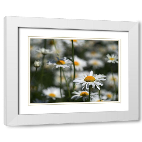 White Daisies White Modern Wood Framed Art Print with Double Matting by Bonin, Suzanne