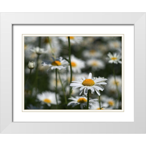 White Daisies White Modern Wood Framed Art Print with Double Matting by Bonin, Suzanne