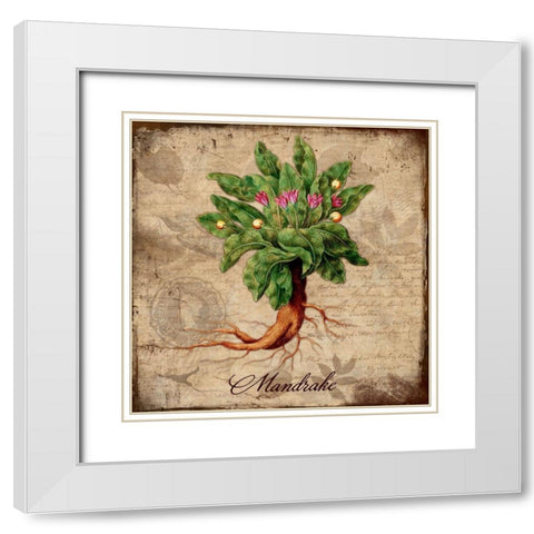 Mandrake White Modern Wood Framed Art Print with Double Matting by Lavoie, Tina