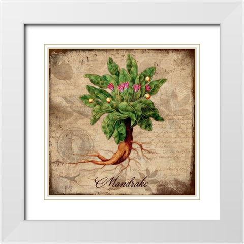Mandrake White Modern Wood Framed Art Print with Double Matting by Lavoie, Tina