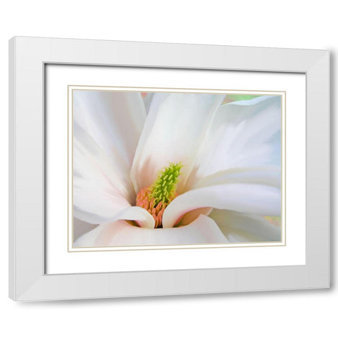 Magnoliaceae White Modern Wood Framed Art Print with Double Matting by Lavoie, Tina