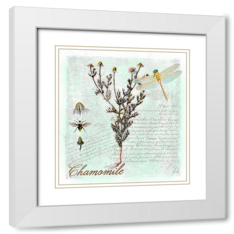 Chamomile Herb White Modern Wood Framed Art Print with Double Matting by Lavoie, Tina
