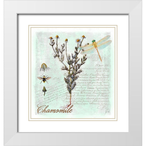 Chamomile Herb White Modern Wood Framed Art Print with Double Matting by Lavoie, Tina