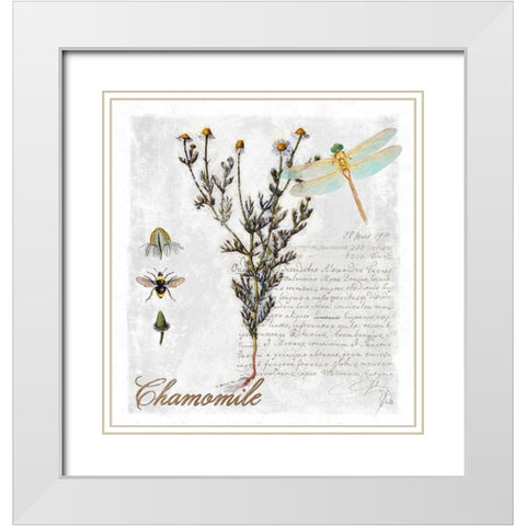 Botanical Garden Chamomile Herb White Modern Wood Framed Art Print with Double Matting by Lavoie, Tina