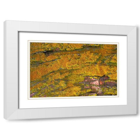Mossy Wood 001 White Modern Wood Framed Art Print with Double Matting by Lavoie, Tina