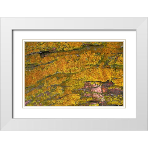 Mossy Wood 001 White Modern Wood Framed Art Print with Double Matting by Lavoie, Tina