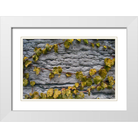 Old Montreal Ancient Wall and Ivy White Modern Wood Framed Art Print with Double Matting by Lavoie, Tina