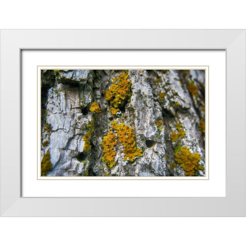 Ash Tree and Lichen White Modern Wood Framed Art Print with Double Matting by Lavoie, Tina