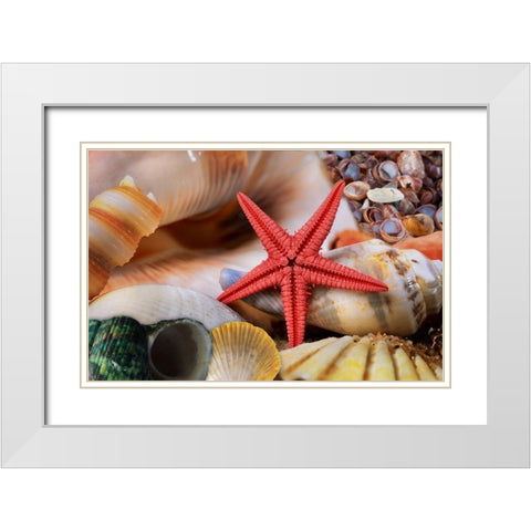 Seashells White Modern Wood Framed Art Print with Double Matting by Lavoie, Tina