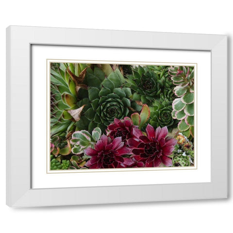 Succulent Garden White Modern Wood Framed Art Print with Double Matting by Lavoie, Tina