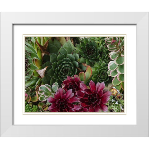 Succulent Garden White Modern Wood Framed Art Print with Double Matting by Lavoie, Tina