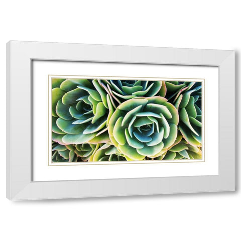 Succulent Rose White Modern Wood Framed Art Print with Double Matting by Lavoie, Tina