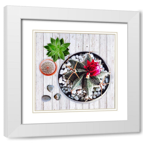 Two Succulents and A Cactus White Modern Wood Framed Art Print with Double Matting by Lavoie, Tina