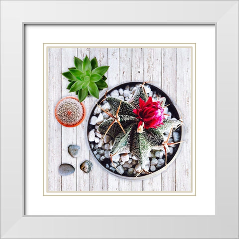 Two Succulents and A Cactus White Modern Wood Framed Art Print with Double Matting by Lavoie, Tina