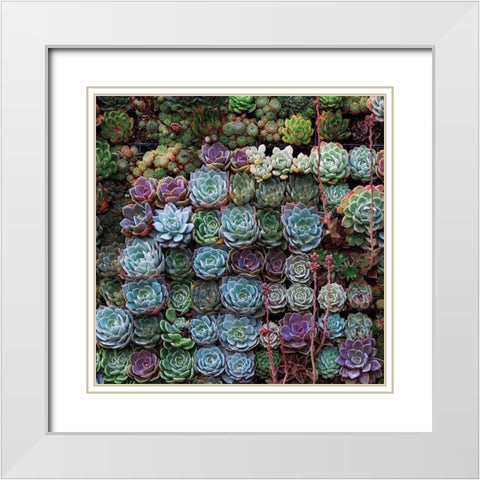 A Gathering Of Succulents 2 White Modern Wood Framed Art Print with Double Matting by Lavoie, Tina