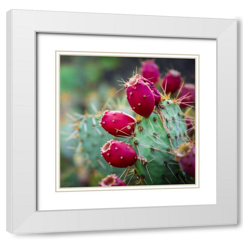 Prickly Pear Cactus White Modern Wood Framed Art Print with Double Matting by Lavoie, Tina