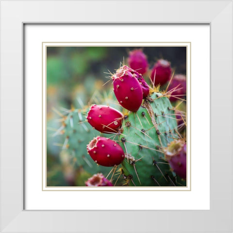 Prickly Pear Cactus White Modern Wood Framed Art Print with Double Matting by Lavoie, Tina