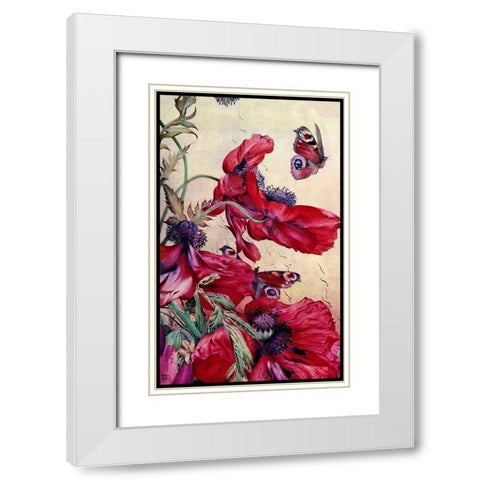 Poppy Nature Study 1917 White Modern Wood Framed Art Print with Double Matting by Lavoie, Tina