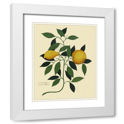 Italian Botanical Lemon Illustration 1650 White Modern Wood Framed Art Print with Double Matting by Lavoie, Tina