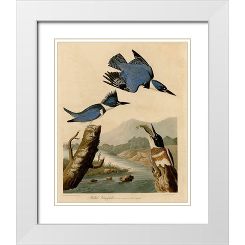 Belted Kingfisher White Modern Wood Framed Art Print with Double Matting by Vintage Apple Collection