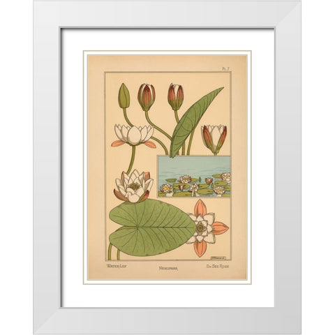 Plate 07 - Water-Lily White Modern Wood Framed Art Print with Double Matting by Vintage Apple Collection