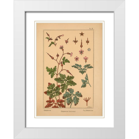Plate 19 - Geranium White Modern Wood Framed Art Print with Double Matting by Vintage Apple Collection