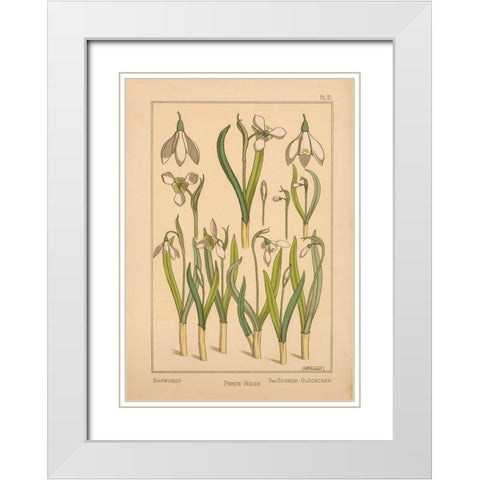 Plate 31 - Snowdrop White Modern Wood Framed Art Print with Double Matting by Vintage Apple Collection