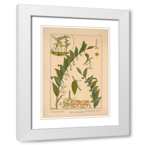 Plate 34 - Solomons Seal White Modern Wood Framed Art Print with Double Matting by Vintage Apple Collection
