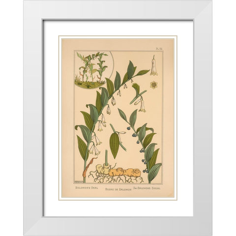 Plate 34 - Solomons Seal White Modern Wood Framed Art Print with Double Matting by Vintage Apple Collection