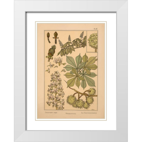 Plate 52 - Chestnut-tree White Modern Wood Framed Art Print with Double Matting by Vintage Apple Collection