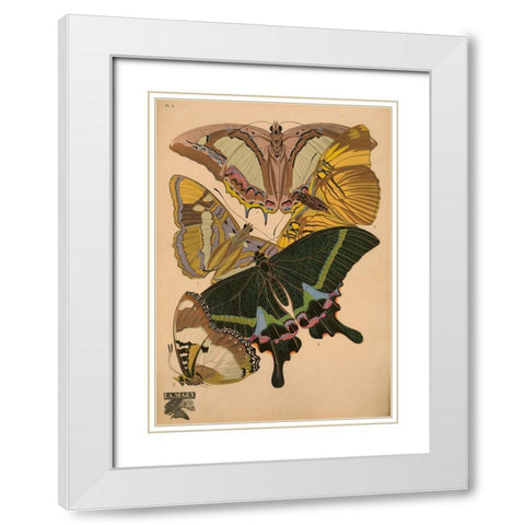 Plate 8 - Papillons White Modern Wood Framed Art Print with Double Matting by Vintage Apple Collection