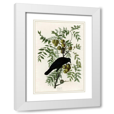 American Crow White Modern Wood Framed Art Print with Double Matting by Vintage Apple Collection