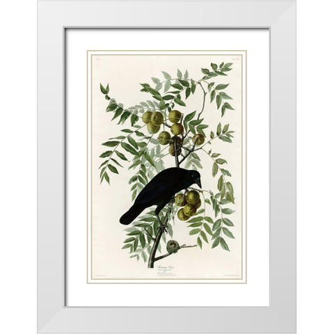 American Crow White Modern Wood Framed Art Print with Double Matting by Vintage Apple Collection