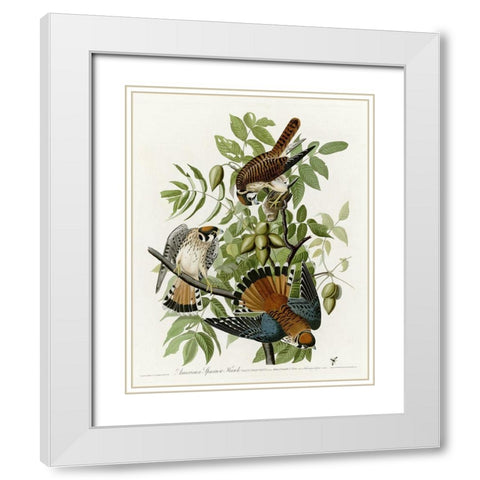 American Sparrow Hawk White Modern Wood Framed Art Print with Double Matting by Vintage Apple Collection