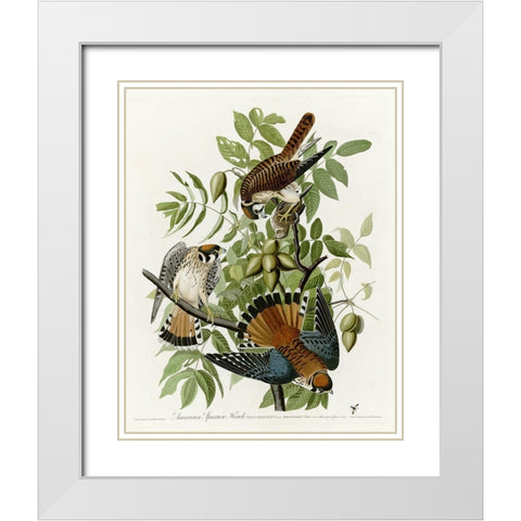 American Sparrow Hawk White Modern Wood Framed Art Print with Double Matting by Vintage Apple Collection