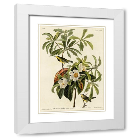 Bachmans Warbler White Modern Wood Framed Art Print with Double Matting by Vintage Apple Collection