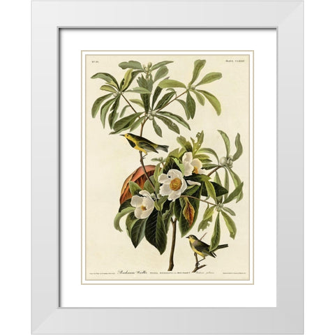 Bachmans Warbler White Modern Wood Framed Art Print with Double Matting by Vintage Apple Collection