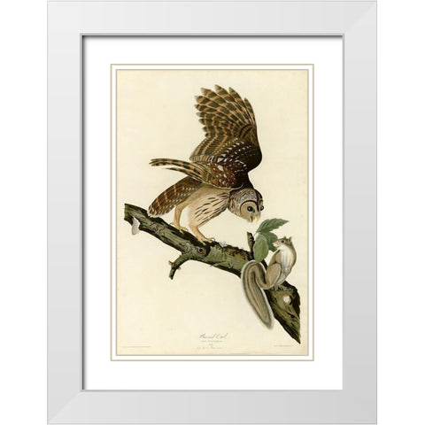 Barred Owl White Modern Wood Framed Art Print with Double Matting by Vintage Apple Collection