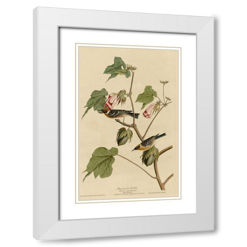 Bay Breasted Warbler White Modern Wood Framed Art Print with Double Matting by Vintage Apple Collection