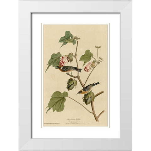 Bay Breasted Warbler White Modern Wood Framed Art Print with Double Matting by Vintage Apple Collection