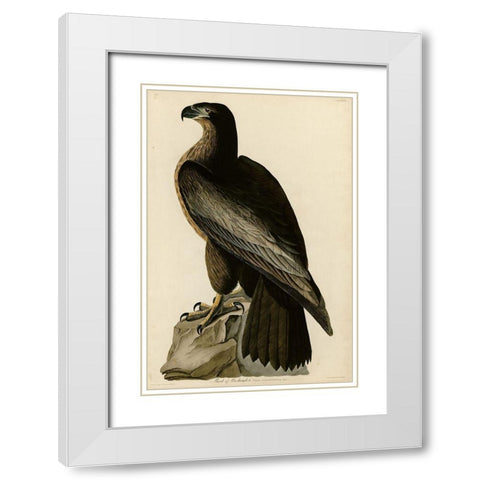 Birdofwashington White Modern Wood Framed Art Print with Double Matting by Vintage Apple Collection