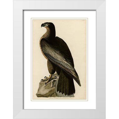 Birdofwashington White Modern Wood Framed Art Print with Double Matting by Vintage Apple Collection