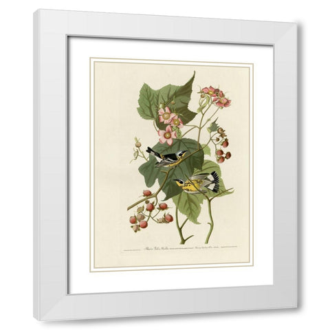 Black And Yellow Warblers White Modern Wood Framed Art Print with Double Matting by Vintage Apple Collection