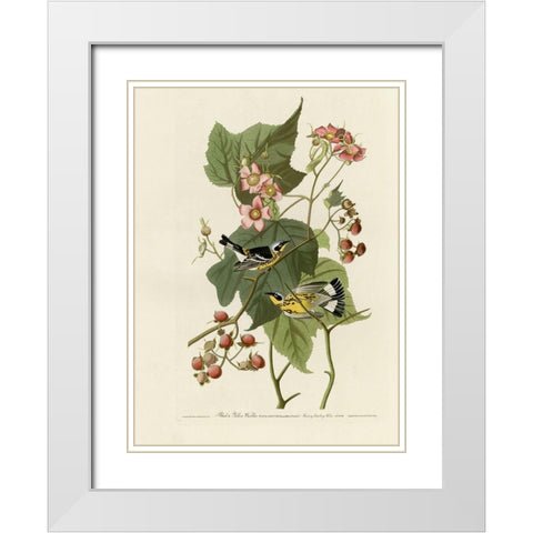 Black And Yellow Warblers White Modern Wood Framed Art Print with Double Matting by Vintage Apple Collection