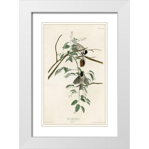 Black Capped Titmouse White Modern Wood Framed Art Print with Double Matting by Vintage Apple Collection